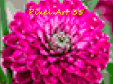 Pixel Art 35
