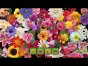 3-Gewinnt-Spiel: Garden for Glory Sammleredition