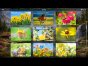 Logik-Spiel: Wonderful Jigsaw